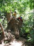 Thumbnail Image, Click to Enlarge thumb_IMG_1827.JPG