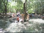 Thumbnail Image, Click to Enlarge thumb_IMG_1842.JPG