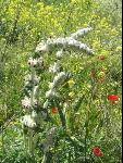 Thumbnail Image, Click to Enlarge thumb_IMG_1743.JPG