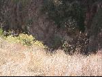 Thumbnail Image, Click to Enlarge thumb_IMG_2157.JPG