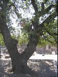 Thumbnail Image, Click to Enlarge thumb_IMG_2209.JPG