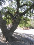 Thumbnail Image, Click to Enlarge thumb_IMG_2210.JPG