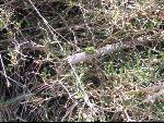 Thumbnail Image, Click to Enlarge thumb_IMG_3118.JPG