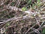 Thumbnail Image, Click to Enlarge thumb_IMG_3120.JPG