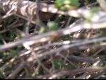 Thumbnail Image, Click to Enlarge thumb_IMG_3121.JPG