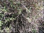 Thumbnail Image, Click to Enlarge thumb_IMG_3122.JPG