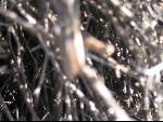 Thumbnail Image, Click to Enlarge thumb_IMG_3123.JPG