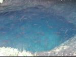 Thumbnail Image, Click to Enlarge thumb_IMG_3132.JPG