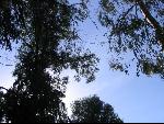 Thumbnail Image, Click to Enlarge thumb_IMG_3144.JPG