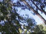 Thumbnail Image, Click to Enlarge thumb_IMG_3145.JPG