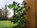 Thumbnail Image, Click to Enlarge thumb_IMG_3165.JPG