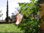 Thumbnail Image, Click to Enlarge thumb_IMG_3166.JPG