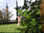Thumbnail Image, Click to Enlarge thumb_IMG_3167.JPG