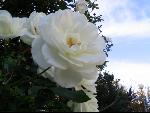 Thumbnail Image, Click to Enlarge thumb_IMG_3169.JPG