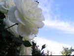 Thumbnail Image, Click to Enlarge thumb_IMG_3170.JPG