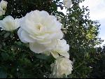 Thumbnail Image, Click to Enlarge thumb_IMG_3171.JPG