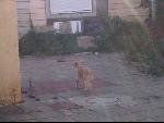 Thumbnail Image, Click to Enlarge thumb_IMG_3174.JPG