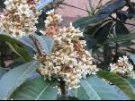 Thumbnail Image, Click to Enlarge thumb_IMG_3181.JPG