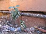 Thumbnail Image, Click to Enlarge thumb_IMG_3184.JPG