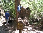 Thumbnail Image, Click to Enlarge thumb_IMG_4411.JPG