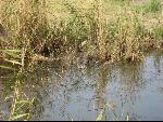 Thumbnail Image, Click to Enlarge thumb_IMG_0360.JPG