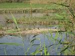 Thumbnail Image, Click to Enlarge thumb_IMG_0361.JPG