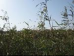 Thumbnail Image, Click to Enlarge thumb_IMG_0368.JPG