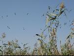 Thumbnail Image, Click to Enlarge thumb_IMG_0372.JPG