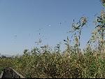 Thumbnail Image, Click to Enlarge thumb_IMG_0373.JPG