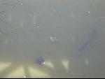Thumbnail Image, Click to Enlarge thumb_IMG_0376.JPG