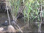 Thumbnail Image, Click to Enlarge thumb_IMG_0378.JPG