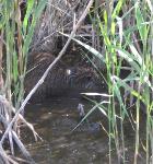 Thumbnail Image, Click to Enlarge thumb_IMG_0378b.jpg