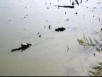 Thumbnail Image, Click to Enlarge thumb_IMG_0379.JPG