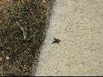 Thumbnail Image, Click to Enlarge thumb_IMG_0392.JPG