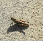 Thumbnail Image, Click to Enlarge thumb_IMG_0392b.jpg
