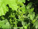 Thumbnail Image, Click to Enlarge thumb_IMG_0976.JPG