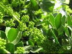 Thumbnail Image, Click to Enlarge thumb_IMG_0977.JPG