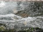 Thumbnail Image, Click to Enlarge thumb_IMG_0984.JPG