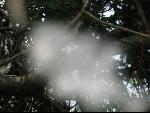 Thumbnail Image, Click to Enlarge thumb_IMG_0986.JPG