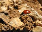 Thumbnail Image, Click to Enlarge thumb_IMG_0927.JPG