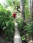 Thumbnail Image, Click to Enlarge thumb_IMG_0969.JPG