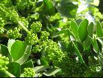 Thumbnail Image, Click to Enlarge thumb_IMG_0977.JPG