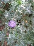 Thumbnail Image, Click to Enlarge thumb_IMG_0978.JPG