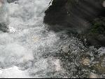 Thumbnail Image, Click to Enlarge thumb_IMG_0983.JPG
