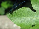 Thumbnail Image, Click to Enlarge thumb_IMG_0985.JPG