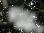 Thumbnail Image, Click to Enlarge thumb_IMG_0986.JPG