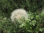 Thumbnail Image, Click to Enlarge thumb_IMG_0917.JPG