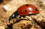 Thumbnail Image, Click to Enlarge thumb_IMG_0927b.jpg