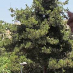 IMG_1494