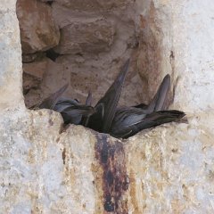 IMG_1529